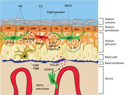 Get in Touch With Dendritic Epithelial T Cells!